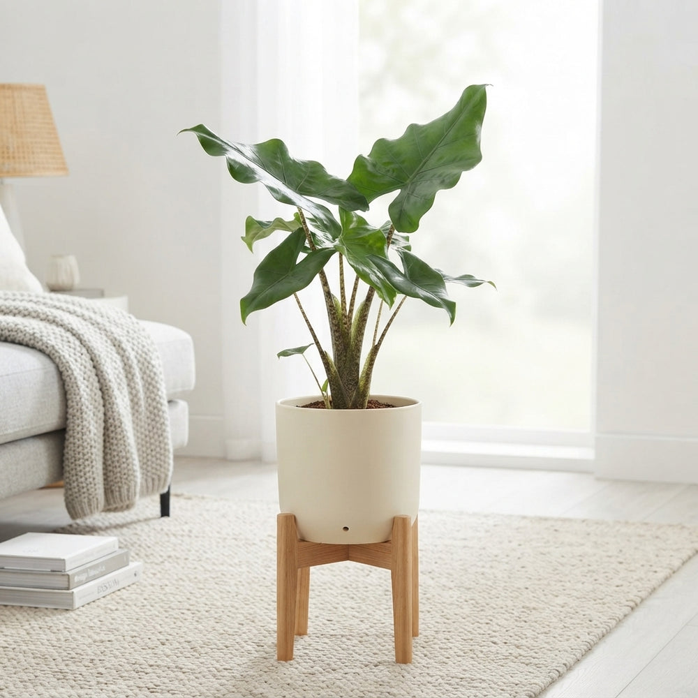Alocasia Low Rider – 12cm Pot, Approx. 30cm High