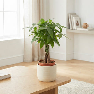 Money Tree (Pachira aquatica) – 14cm Pot