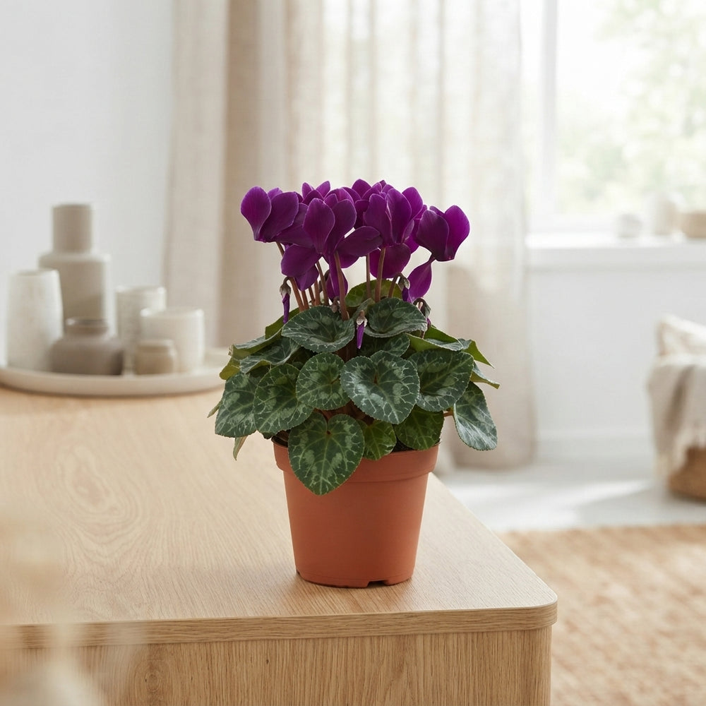 Dark Violet Small-Flowered Cyclamen (Cyclamen persicum) – 10.5cm Pot