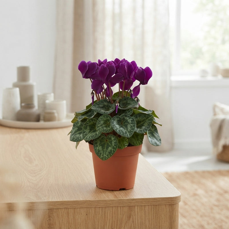 Dark Violet Small-Flowered Cyclamen (Cyclamen persicum) – 10.5cm Pot