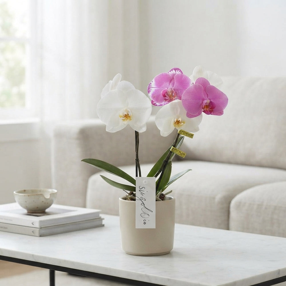Mixed Phalaenopsis Orchid – 9cm Pot, 40cm