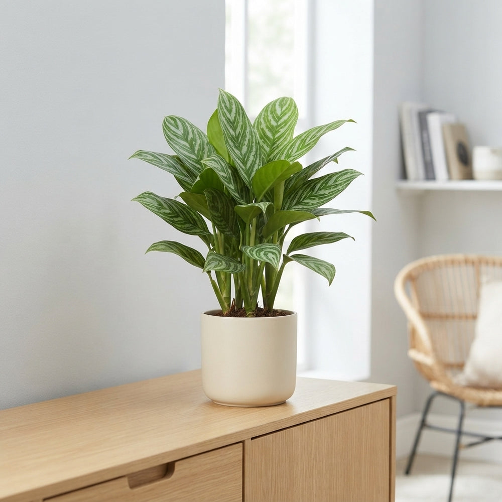 Aglaonema 'Stripes' – 17cm Pot, Approx. 75cm Tall