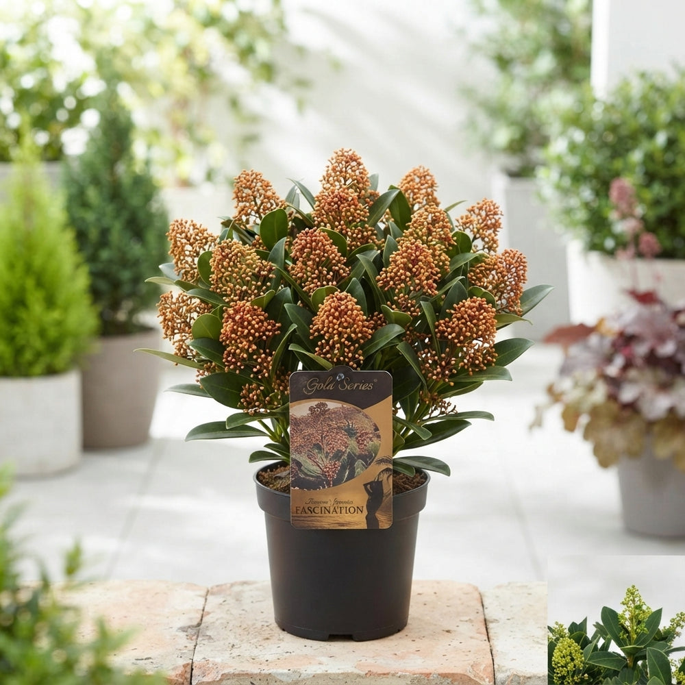 Orange Skimmia japonica 'Fascination' – 15cm Pot