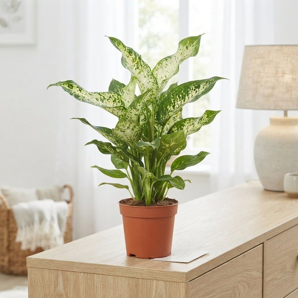Dieffenbachia Houseplant – 17cm Pot, 45cm High