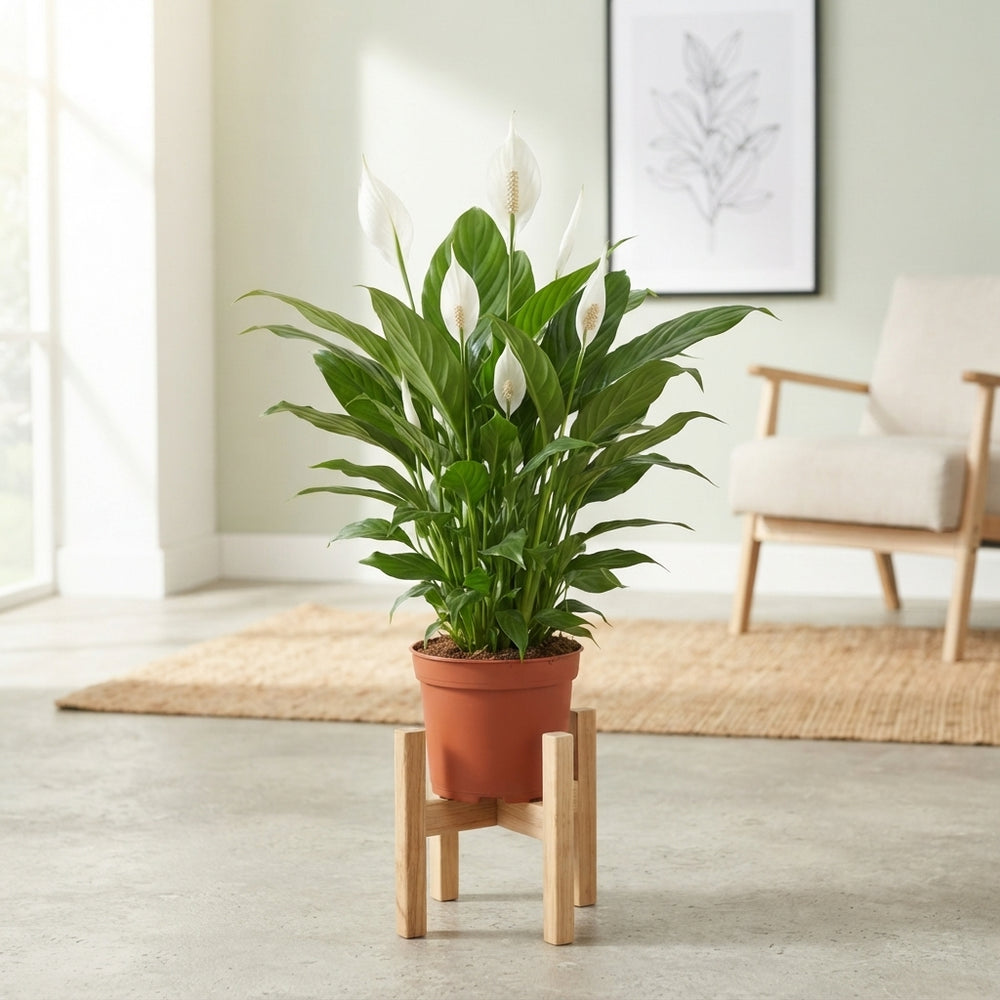 White Peace Lily (Spathiphyllum) – 17cm Pot