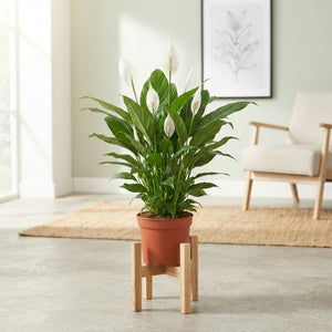 White Peace Lily (Spathiphyllum) – 17cm Pot