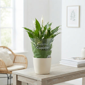 White Peace Lily (Spathiphyllum) – 15cm Pot