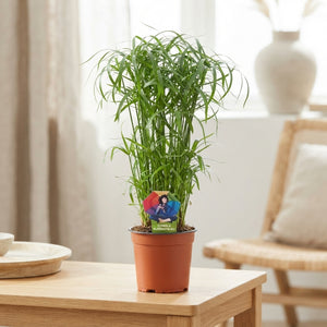 Umbrella Grass (Cyperus alternifolius) – 14cm Pot