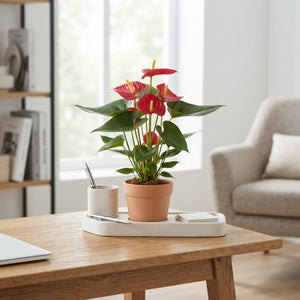 Red Anthurium 'Toreador' – 9cm Pot, 27cm High