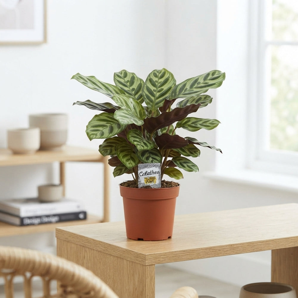Mixed Calathea Houseplant – 14cm Pot