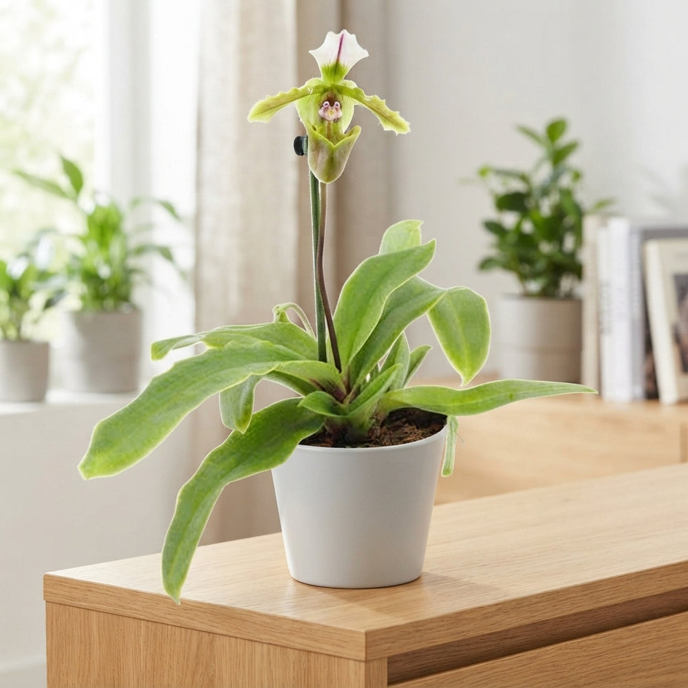 Paphiopedilum Orchid ‘Milano’ – 9cm Pot