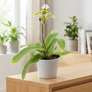 Paphiopedilum Orchid ‘Milano’ – 9cm Pot