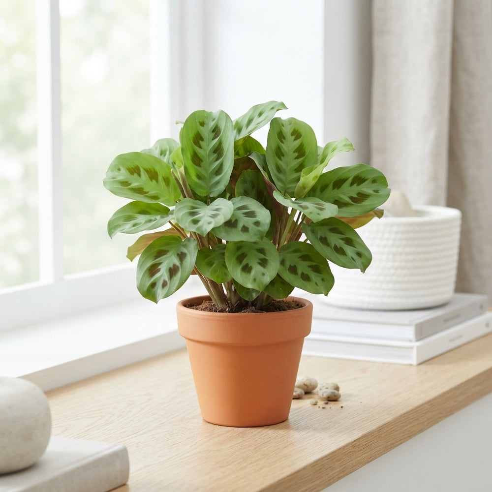 Maranta Kerchoveana Prayer Plant – 12cm Pot