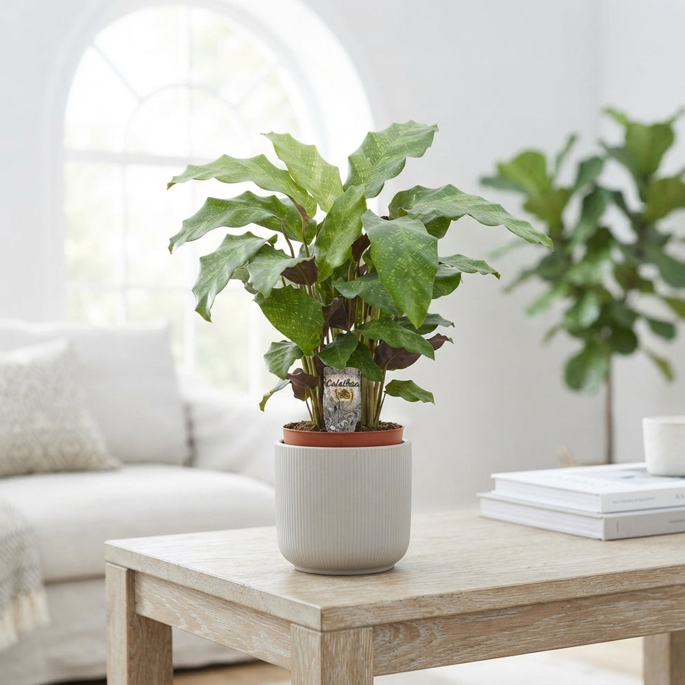Calathea Houseplant – 12cm Pot, Approx. 50cm