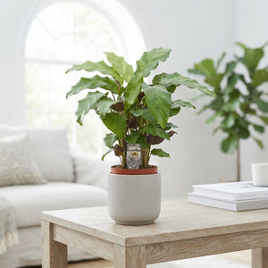 Calathea Houseplant – 12cm Pot, Approx. 50cm