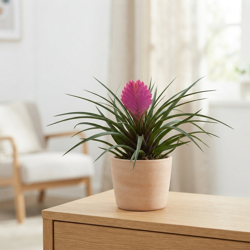 Tillandsia cyanea 'Josee' – 10.5cm Pot