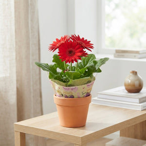 Mixed Gerbera Houseplant – 9cm Pot, 25cm High