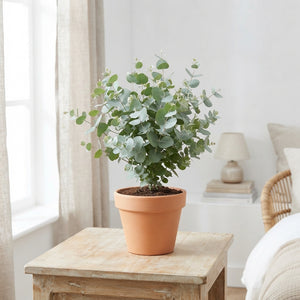 Cider Gum Eucalyptus (Eucalyptus gunnii) – 13cm Pot