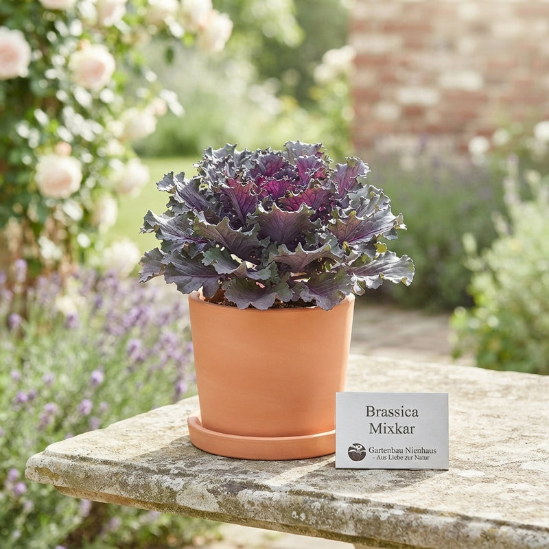 Ornamental Brassica Mix – 12cm Pot