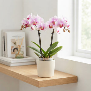 Mini Pink Phalaenopsis Orchid – 7cm Pot