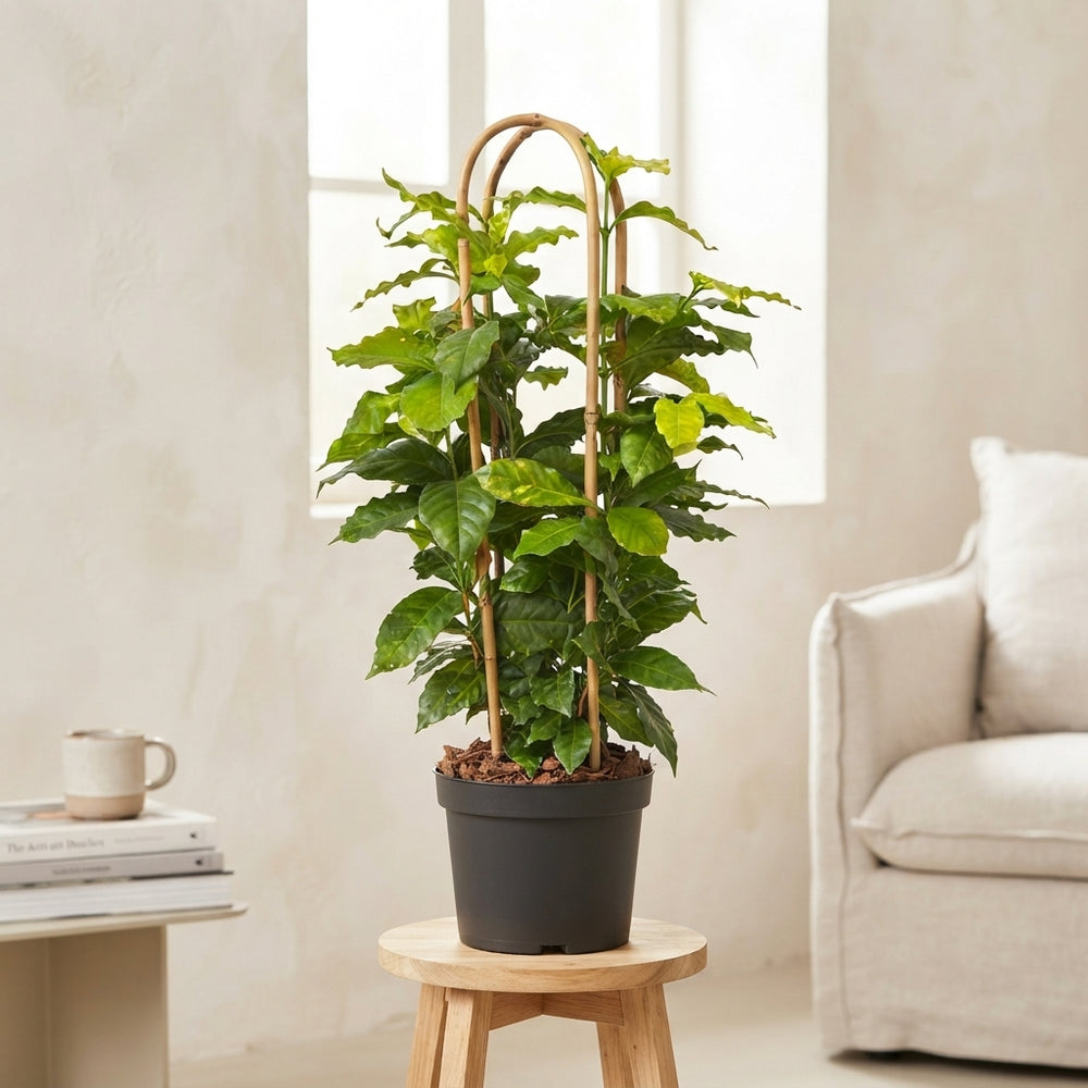 Arabica Coffee Plant (Coffea arabica) – 23cm Pot