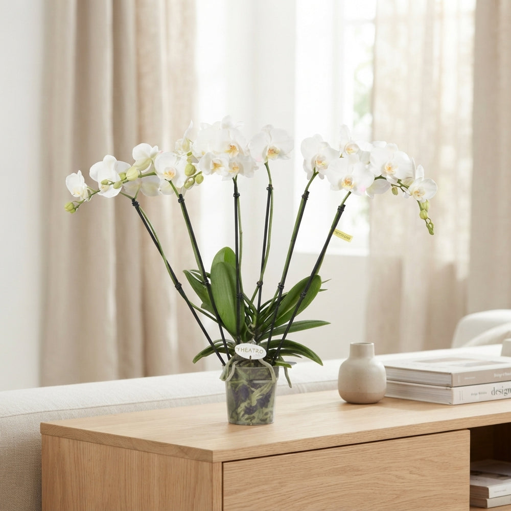 White Phalaenopsis Orchid – 12cm Pot, 60cm