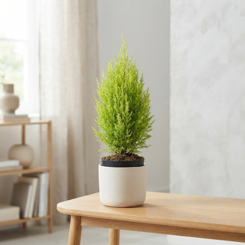 Cupressus macrocarpa ‘Wilma’ Lemon Cypress – 10.5cm Pot