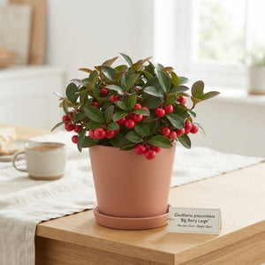Large Berry Gaultheria Plant – 13cm Pot