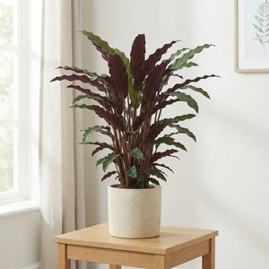 Calathea Rufibarba Prayer Plant – 17cm Pot