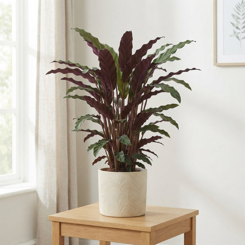 Calathea Rufibarba Prayer Plant – 17cm Pot