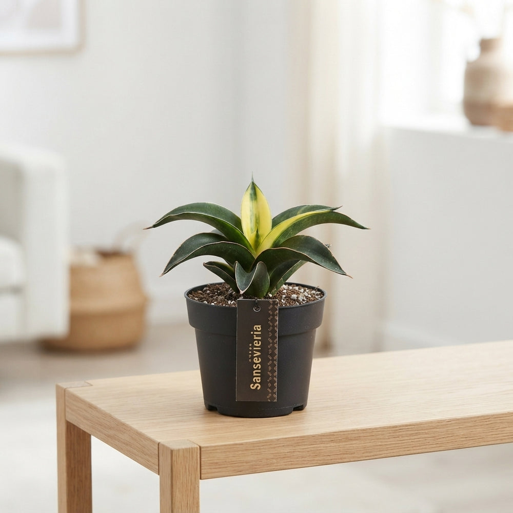 Sansevieria 'Star Canary' – 12cm Pot