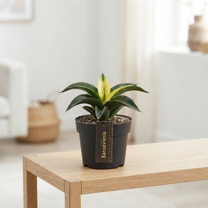 Sansevieria 'Star Canary' – 12cm Pot