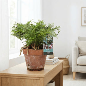 Davallia Fern (Rabbit’s Foot Fern) – 15cm Pot
