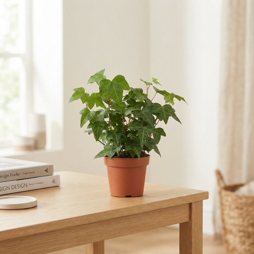 Green Ivy (Hedera) – 12cm Pot, 25cm High