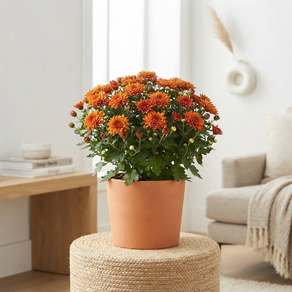 Orange Garden Mum (Chrysanthemum) – 10.5cm Pot