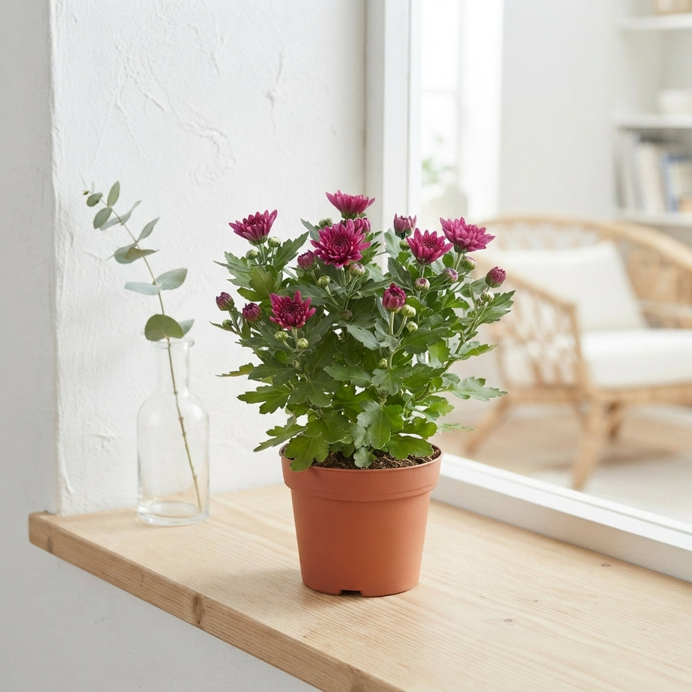 Mixed Chrysanthemum Houseplant – 12cm Pot