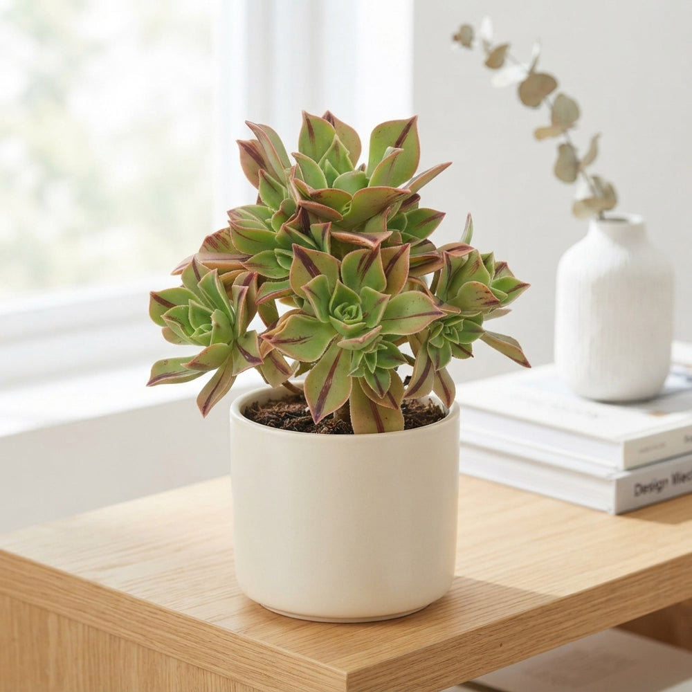 Aeonium 'Red Stripe' – 10.5cm Pot