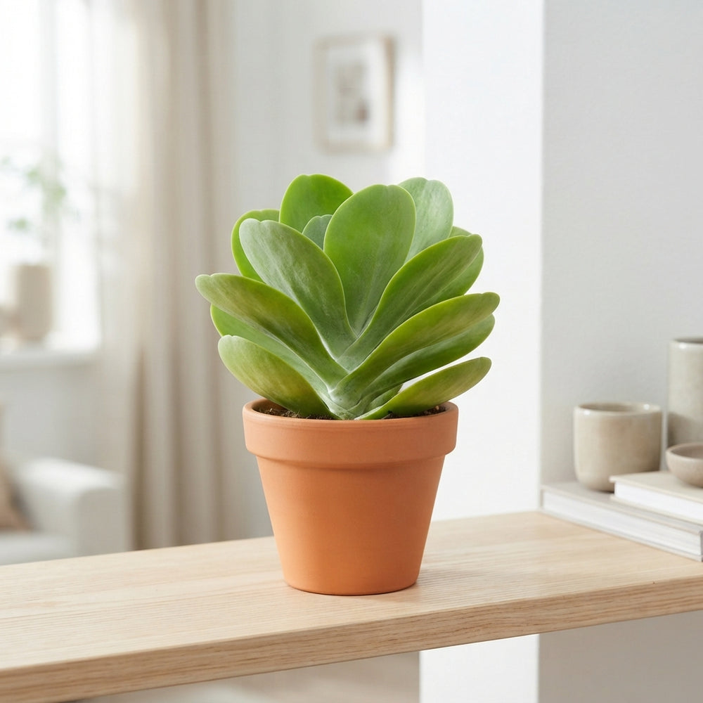 Flapjack Plant (Kalanchoe thyrsiflora) – 13cm Pot