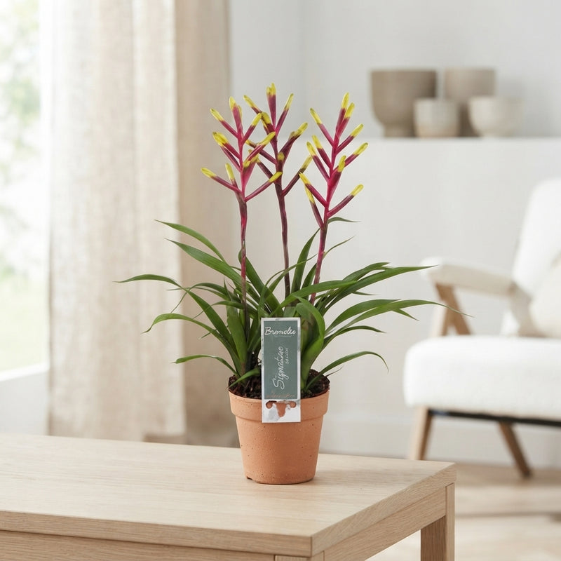 Pink Vriesea 'Misty' – 12cm Pot, 45cm High