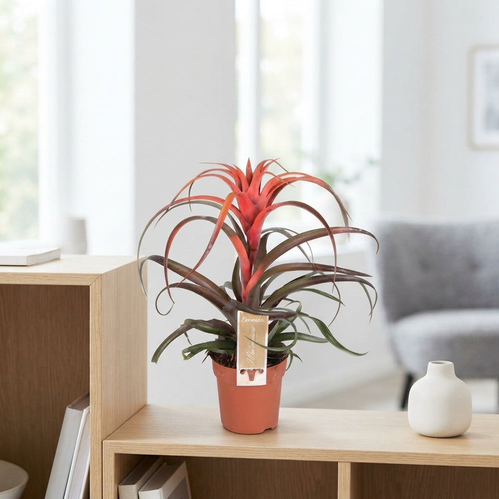 Tillandsia capitata Air Plant – 12cm Pot, 30cm High