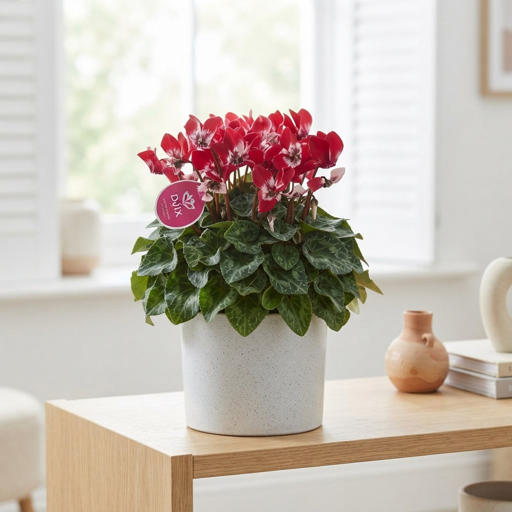 Lilac Cyclamen persicum – 13cm Pot, 25cm High