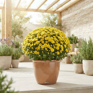 Mixed Chrysanthemum Garden Plant – 33cm Pot