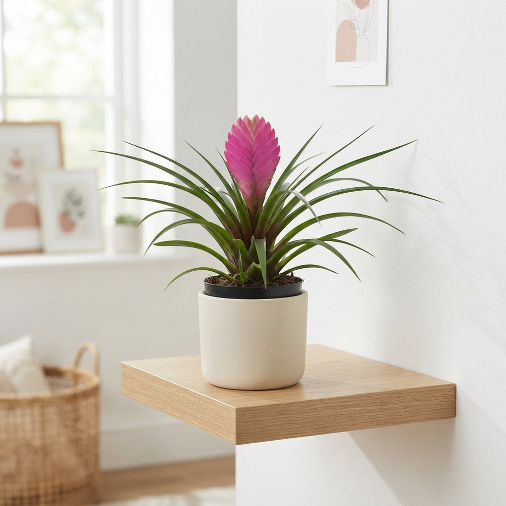 Mixed Bromeliad Houseplant – 9cm Pot
