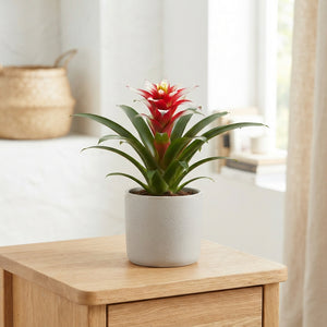 Guzmania 'Priscilla' Red and White – 10.5cm Pot