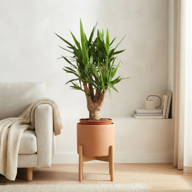Yucca Elephantipes – 30cm Pot, 120cm High