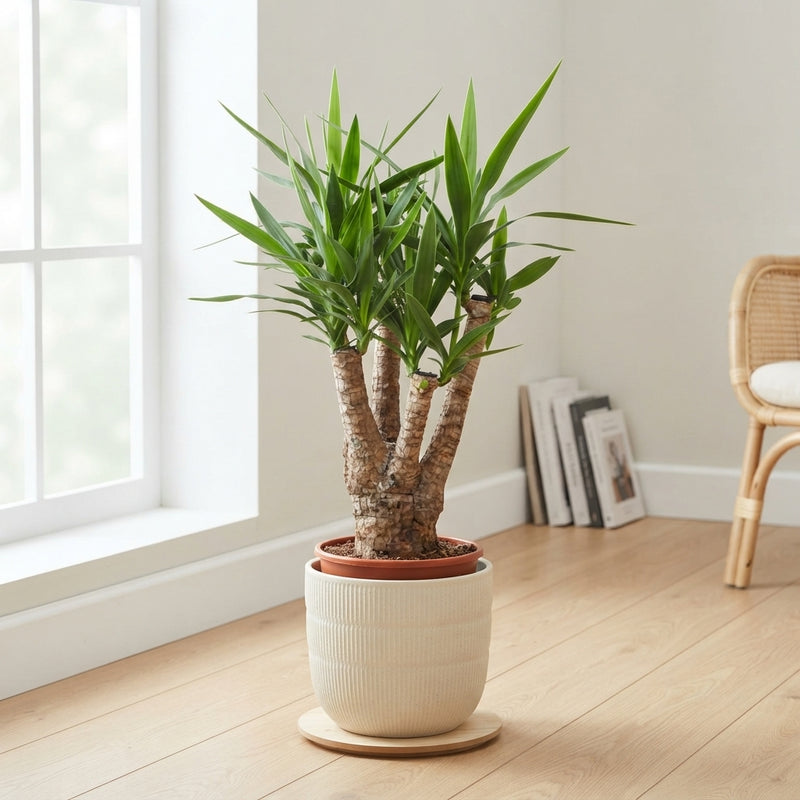 Yucca Elephantipes – 27cm Pot, 100cm High