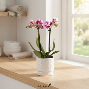 Mixed Phalaenopsis Orchid – 2 Stem, 9cm Ceramic Pot
