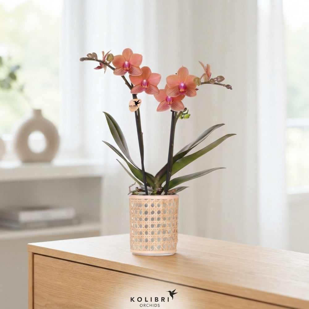 Mixed Phalaenopsis Orchid – 9cm Pot, 40cm High