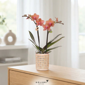 Mixed Phalaenopsis Orchid – 9cm Pot, 40cm High