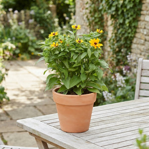 Rudbeckia fulgida – 13cm Pot, Approx. 30cm Height